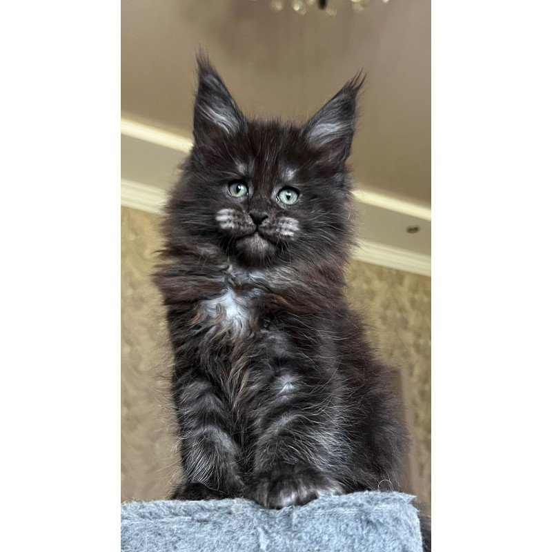 Maine Coon NOV Barmaley