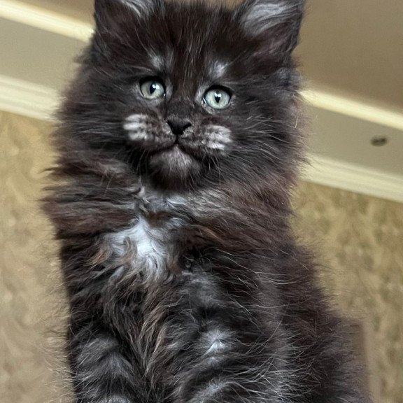 Maine Coon NOV Barmaley