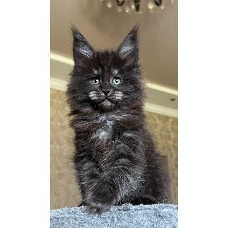 Maine Coon NOV Barmaley