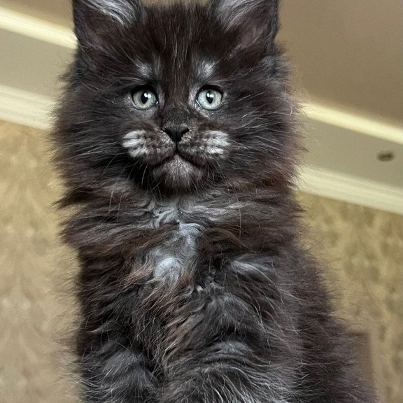 Maine Coon NOV Barmaley