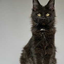 Maine Coon NOV Nika