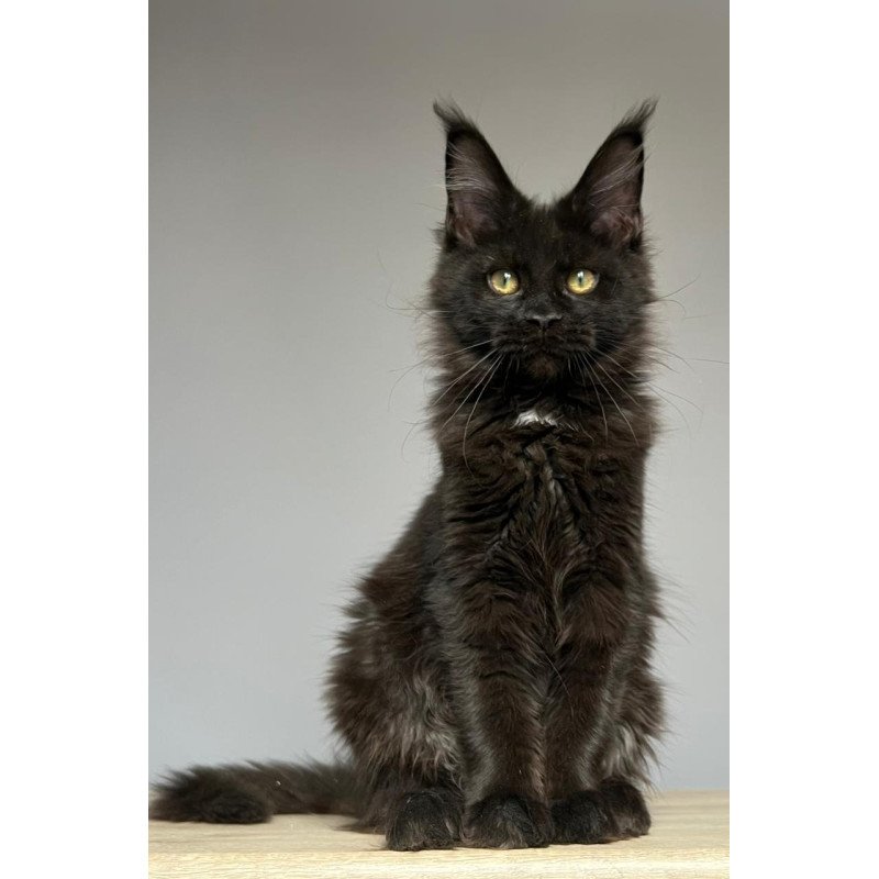 Maine Coon NOV Nika
