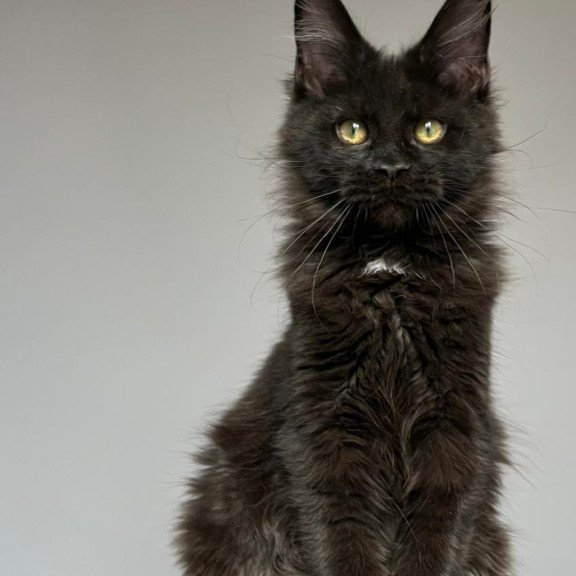Maine Coon NOV Nika