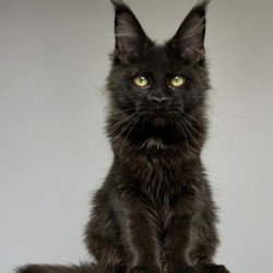 Maine Coon NOV Nika
