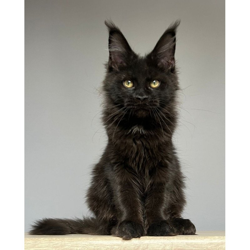 Maine Coon NOV Nika
