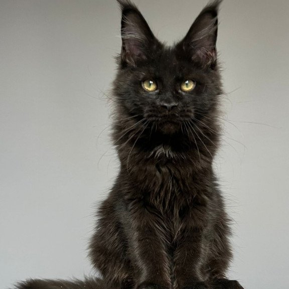 Maine Coon NOV Nika