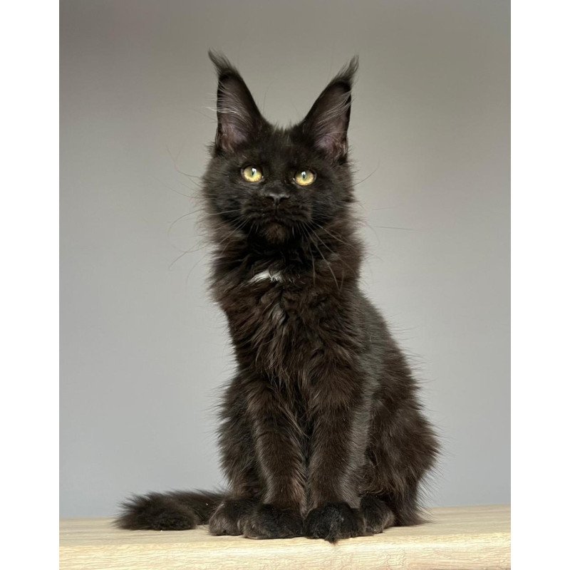 Maine Coon NOV Nika