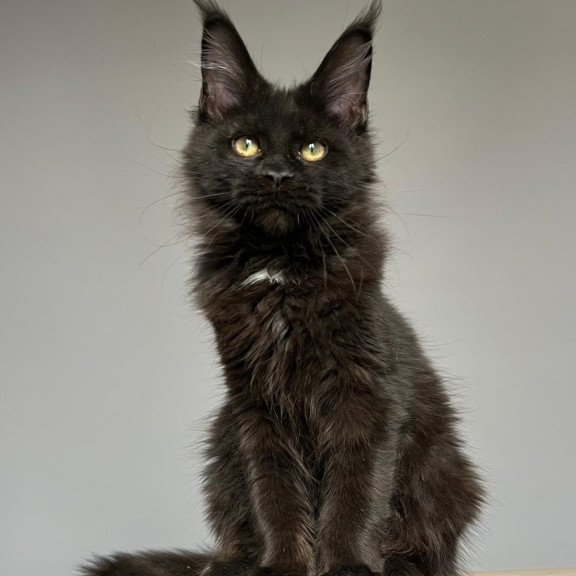 Maine Coon NOV Nika