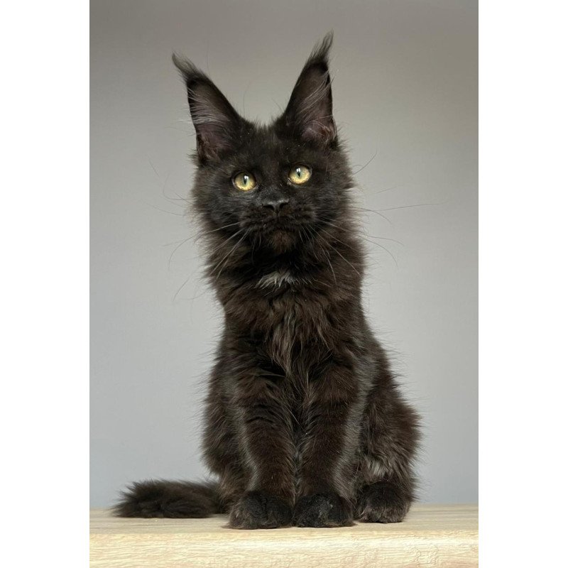 Maine Coon NOV Nika