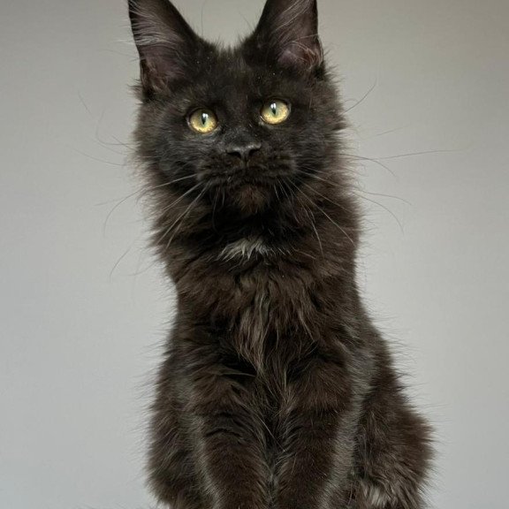 Maine Coon NOV Nika