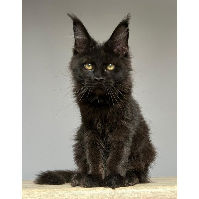 Maine Coon NOV Nika