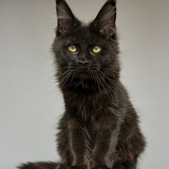 Maine Coon NOV Nika