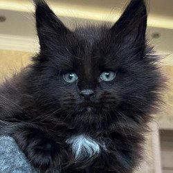 Maine Coon NOV Lamber