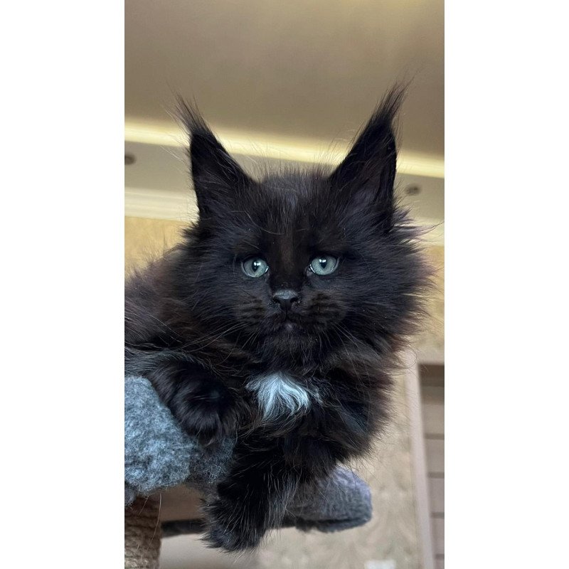 Maine Coon NOV Lamber