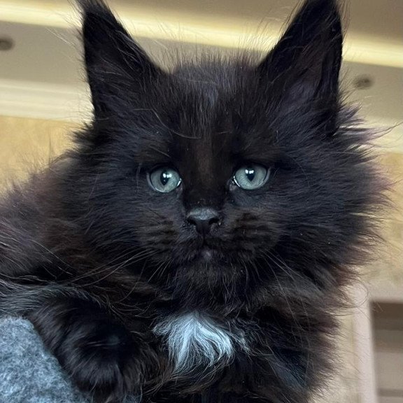 Maine Coon NOV Lamber
