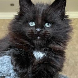 Maine Coon NOV Lamber