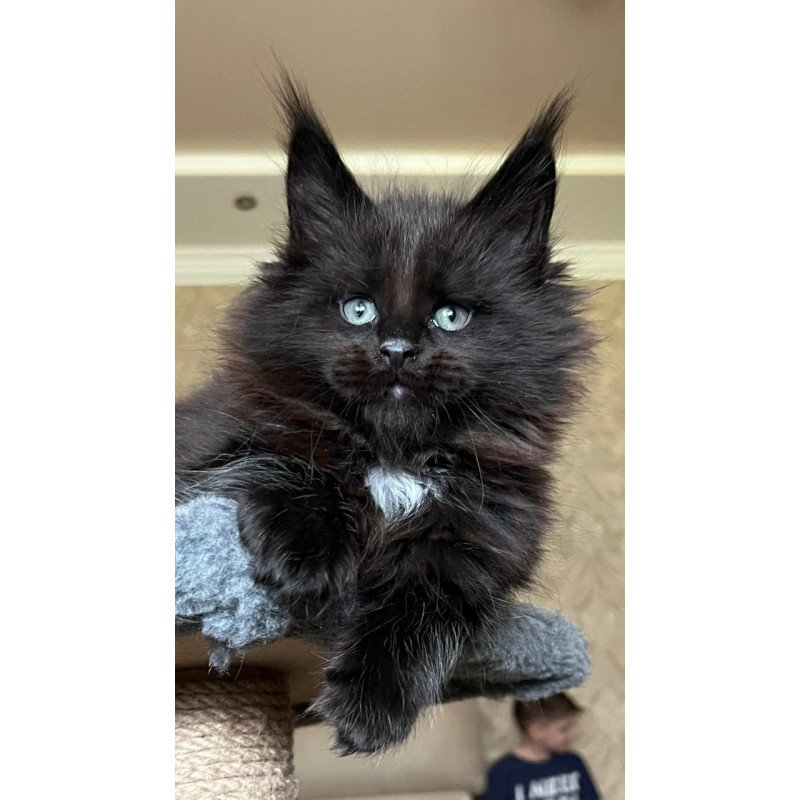 Maine Coon NOV Lamber