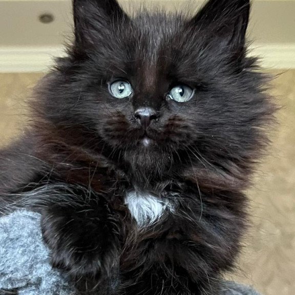 Maine Coon NOV Lamber