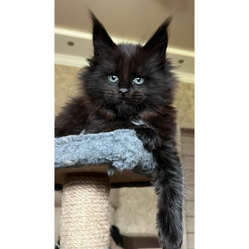 Maine Coon NOV Lamber