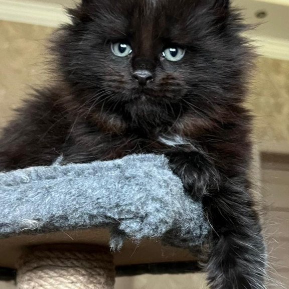 Maine Coon NOV Lamber