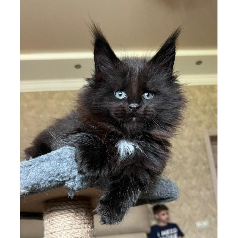 Maine Coon NOV Lamber