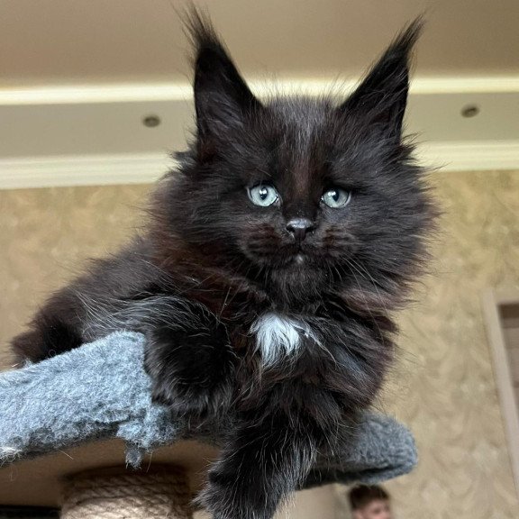 Maine Coon NOV Lamber