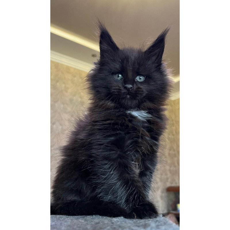 Maine Coon NOV Lamber