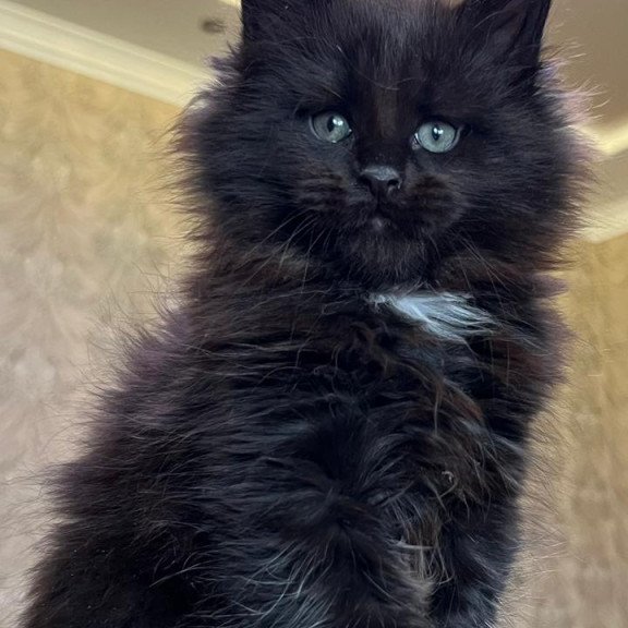 Maine Coon NOV Lamber