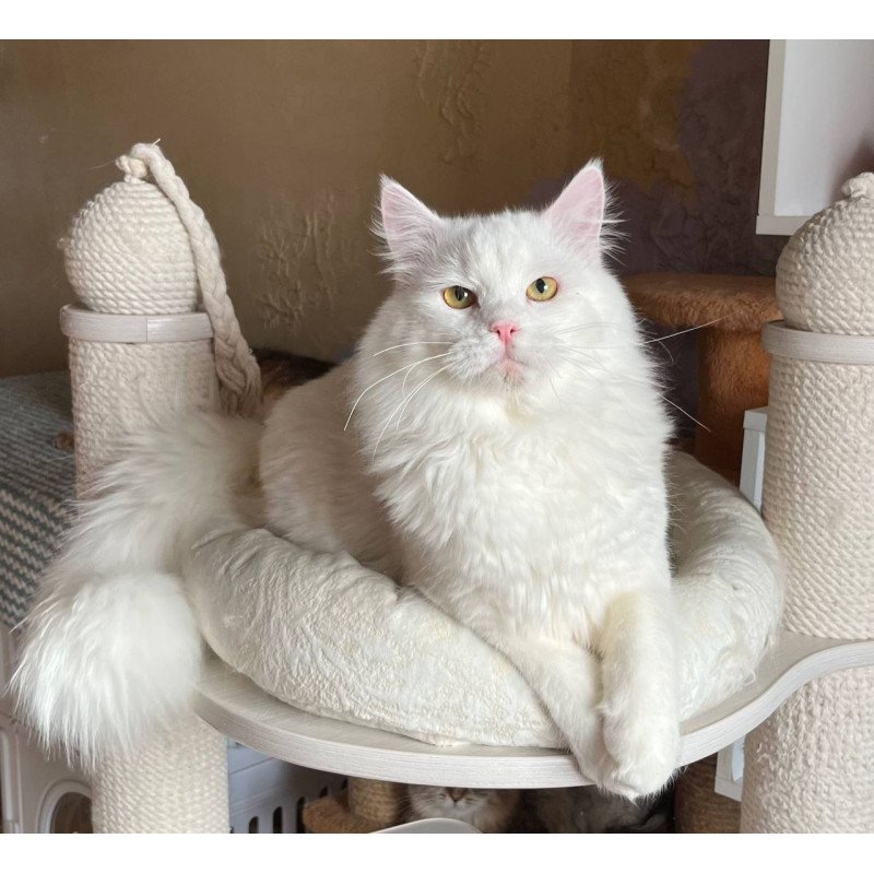 Siberian REZ Hulk