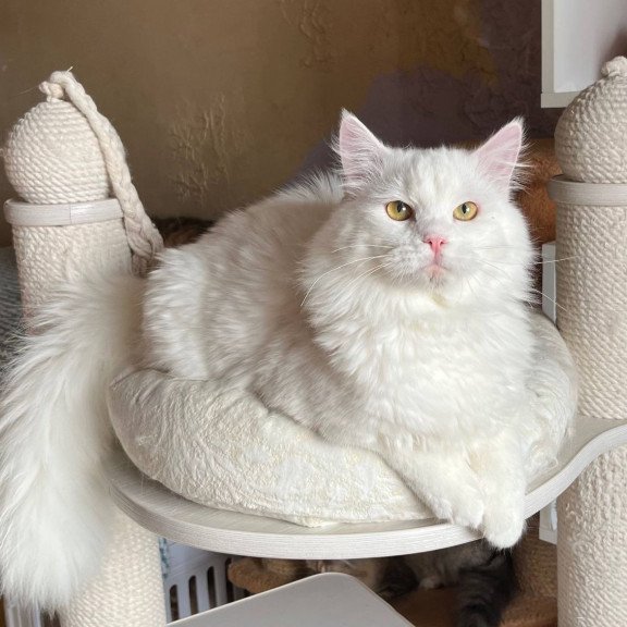 Siberian REZ Hulk
