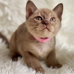 Burmese A Lola
