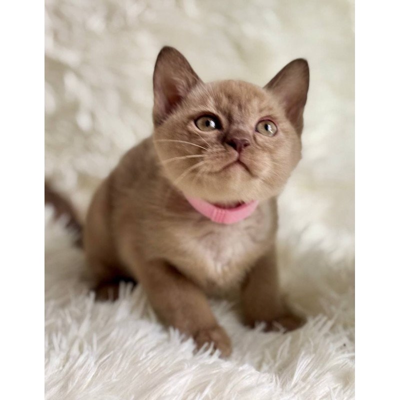 Burmese A Lola
