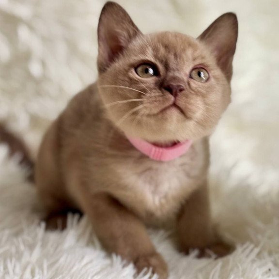 Burmese A Lola
