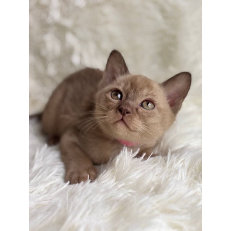 Burmese A Lola