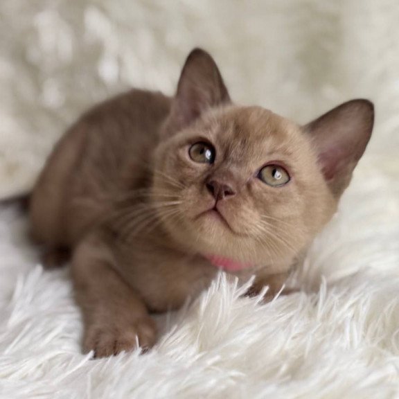 Burmese A Lola