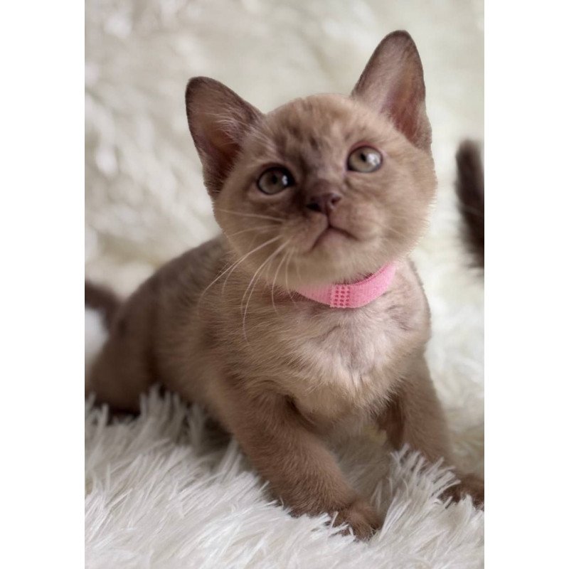 Burmese A Lola