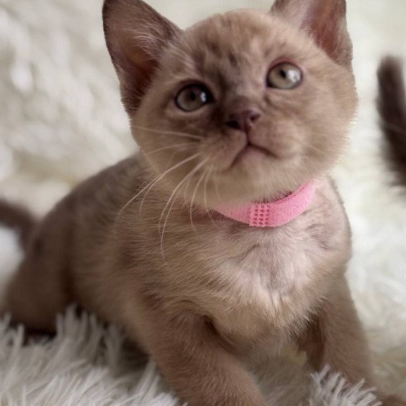 Burmese A Lola
