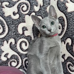 Russian Blue A Jojo
