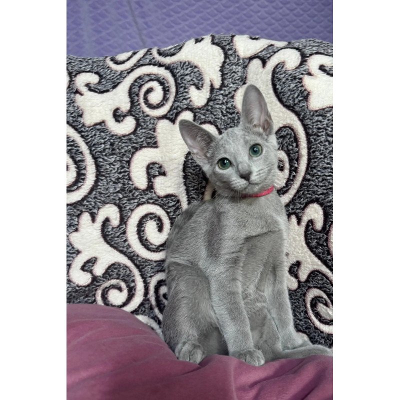 Russian Blue A Jojo