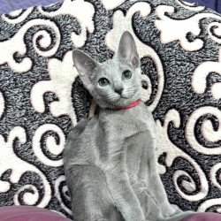 Russian Blue A Jojo