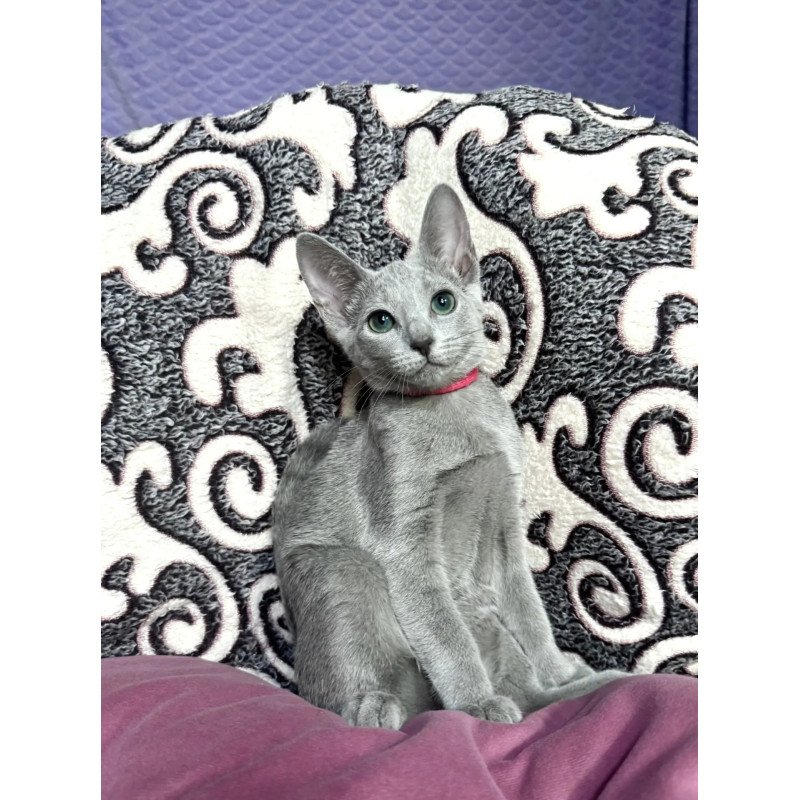 Russian Blue A Jojo