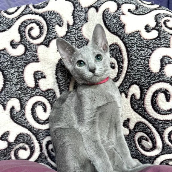 Russian Blue A Jojo