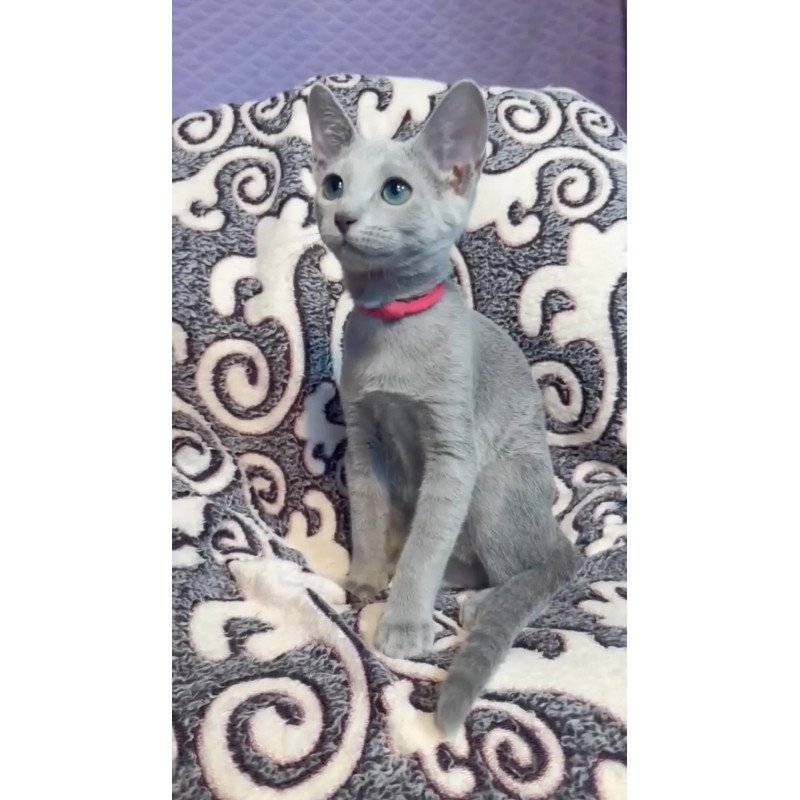 Russian Blue A Jojo