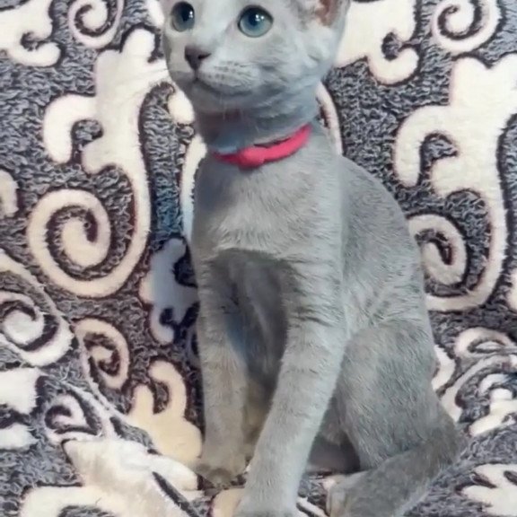 Russian Blue A Jojo