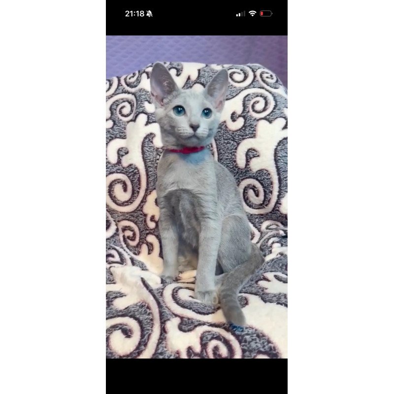 Russian Blue A Jojo