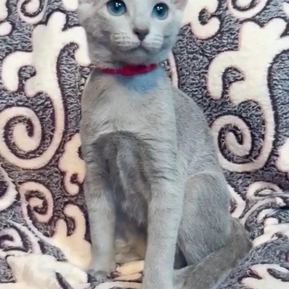Russian Blue A Jojo
