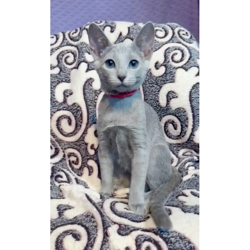 Russian Blue A Jojo