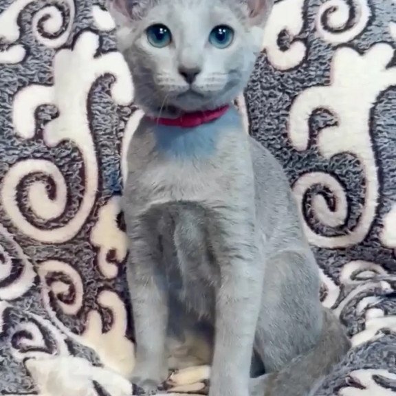 Russian Blue A Jojo