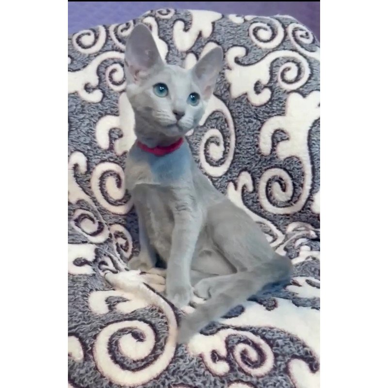 Russian Blue A Jojo