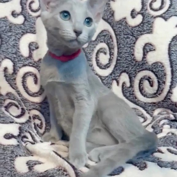 Russian Blue A Jojo
